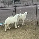 رخال