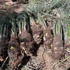 نخيل للبيع صقعي ومجدول حوشانه وشرازيه