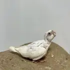 للبيع فروخ كروان تقبل الغر