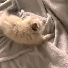 قطة صغيره قطط قطه