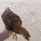 صيصان بلدي العمر ثلاث شهور