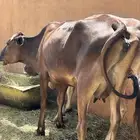 بقرة والد