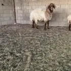 البيع خروف