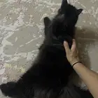 قطة شيرازية سودا طالبة تزاوج للتبني