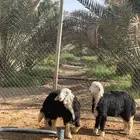 رخال نجد