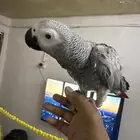 أليف