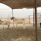 تيس فحل ثني للبيع مشروط في الضراب من إنتاج المراح