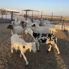 غنم للبيع