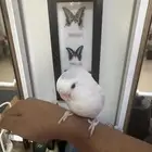 انثى روز متكلم