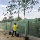 اشجار الاكاسيا فلامنجو احمر