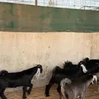 تيوس العدد 10 العمر 4 شهور ظهور