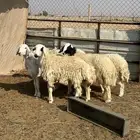 حريات للبيع. عدد 5