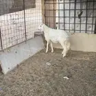طلي