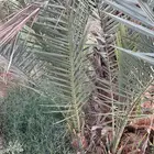 نخل سري للبيع