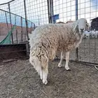 طلي فحل مشروط