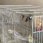 للبيع زوج كروان