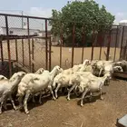 ضان بلدي
