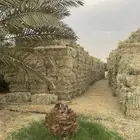 ذرا امريكي