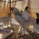 براهما