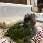 لبيع فرخ كويكر غر وبداية هدد الرياض