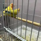 زوجين روز مع كامل ملحقاتهم