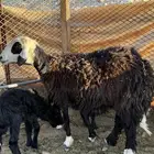 نعجه نجديه والد