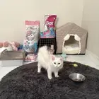 قطه شيرازيه للبيع عمرها 3 شهور متدربه على كل شي