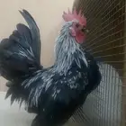 ديك جبانيز ممتاز