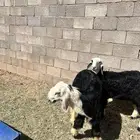 طليان نجديه خروف ورخله