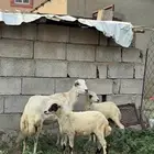 نعجه منتوج