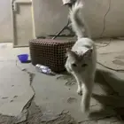 بسه بيضاء