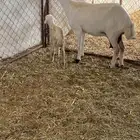 رخال رفيديات جذعات ولد ودفيع