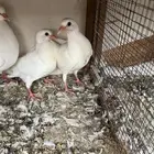 زغاليل فرنسي فاخرة جده للتواصل