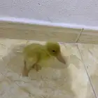 حيوان بطه