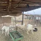 رخال حريات