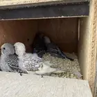 جوز بادجي مع انتاجه