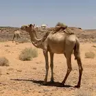 قعود لقي