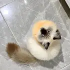 قط للبيع هملايا العمر 5 شهور