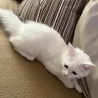 قطه للتبني
