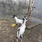تيوس تهامية