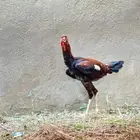 ديك هندي العدد ثلاثة