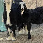خروف نجدي (. تم البيع )