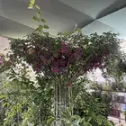 ستاندات للجهنمية و المتسلقات