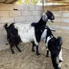 عنز معها تيس