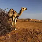 البكره للبيع