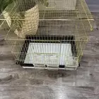 قفص كبير لون ذهبي