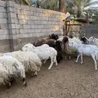 غنم نعيم العدد 19 مع فحلها