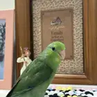 ميني روز بارتوليت