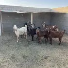 معزا طيبه العدد 10