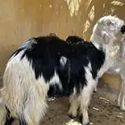 2 طليان جبرة اعمار 9 شهور وعشرة على السوم